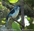 Azure-rumped Tanager seen on Cayaya Birding tour