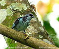 Azure-rumped Tanager in Guatemala