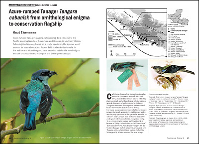 Azure-rumped Tanager in Neotropical Birding