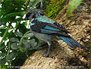 Azure-rumped Tanager in Guatemala