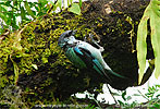 Azure-rumped Tanager with nest material