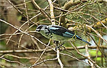Azure-rumped Tanager in a cypress tree