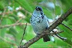 Azure-rumped Tanager in a Ficus tree
