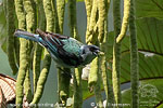 Azure-rumped Tanager on Cecropia