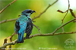 Azure-rumped Tanager with Diptera