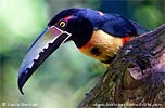 Collared Aracari, by Kevin Bartlett