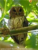 Mexican Wood Owl, by Kevin Bartlett