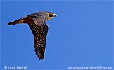 Orange-breasted Falcon, by Kevin Bartlett