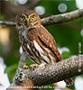 Ridway's Pygmy Owl, by Kevin Bartlett