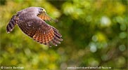 Roadside Hawk, by Kevin Bartlett