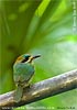 Tody Motmot, by Kevin Bartlett