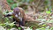 White-nosed Coati, by Kevin Bartlett