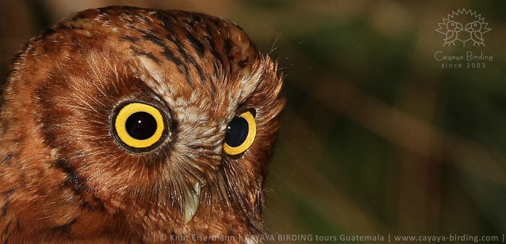 Bearded Screech-Owl in Guatemala