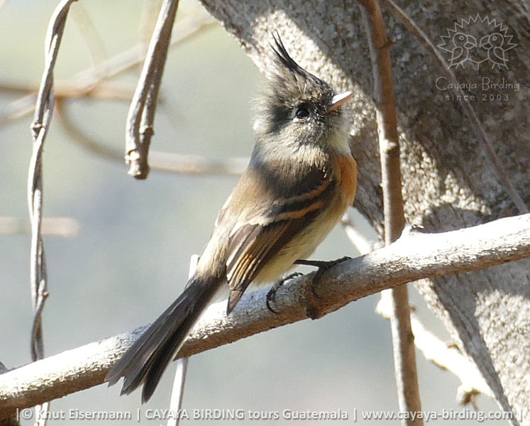 Belted Flycatcher Xenotriccus callizonus
