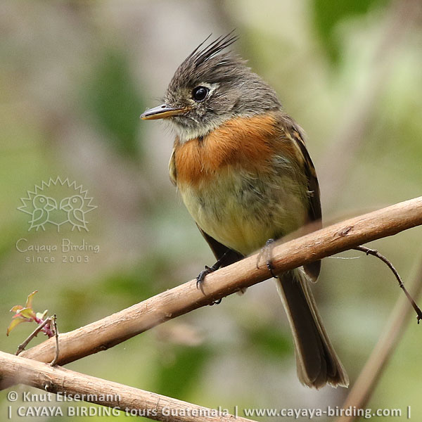 Belted Flycatcher, CAYAYA BIRDING day trips at Lake Atitlán