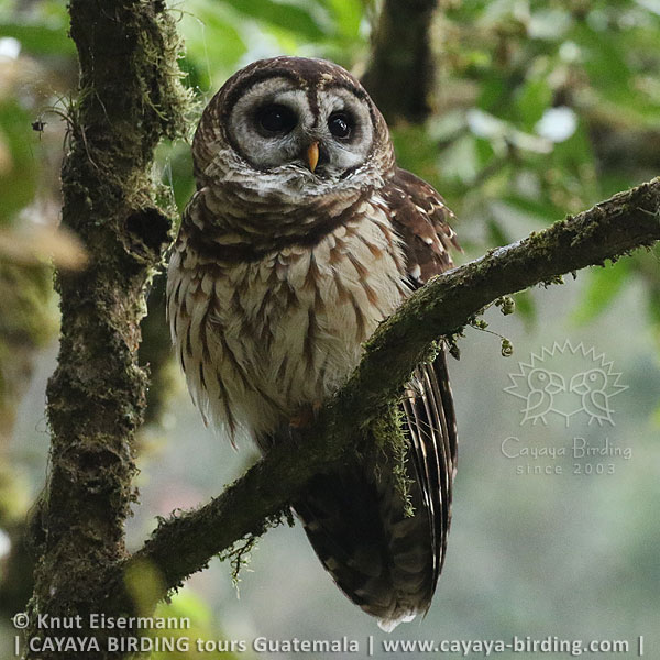 Fulvous Owl, Guatemala Birding Loop with CAYAYA BIRDING