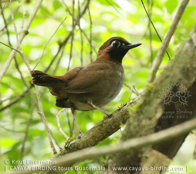 Mayan Antthrush,CAYAYA BIRDING day trips to Tikal and Yaxhá