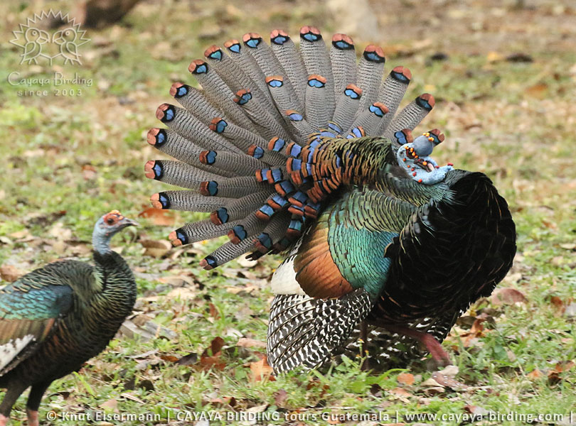 Ocellated Turkey, Guatemala Birding Loop with CAYAYA BIRDING