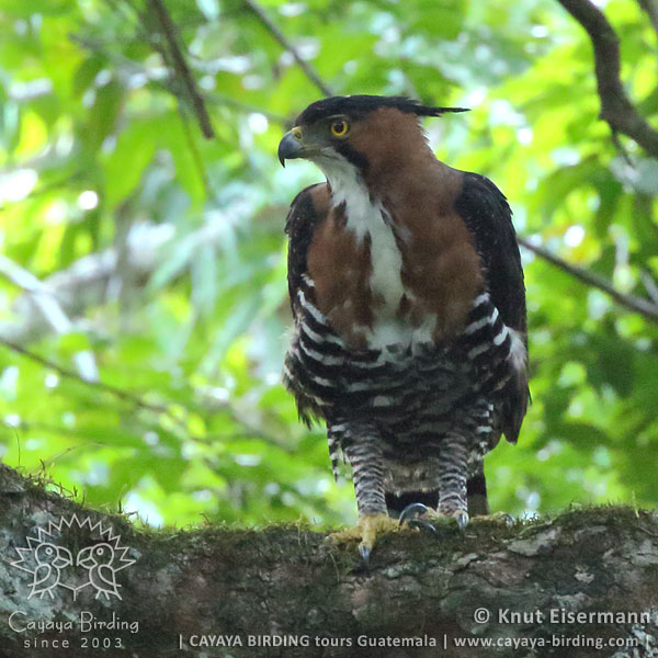 Ornate Hawk-Eagle, Guatemala Birding Loop with CAYAYA BIRDING
