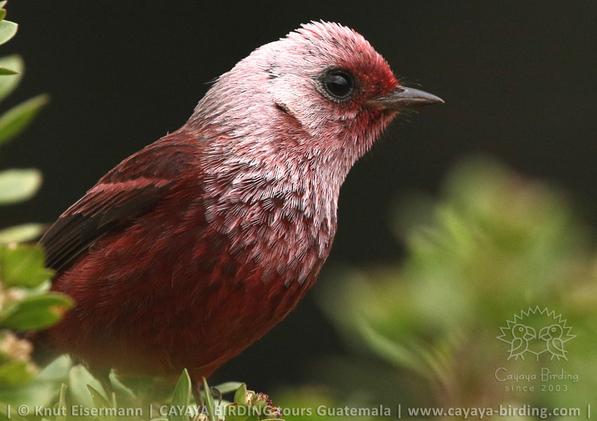Pink-headed Warbler, CAYAYA BIRDING target birding tours in Guatemala