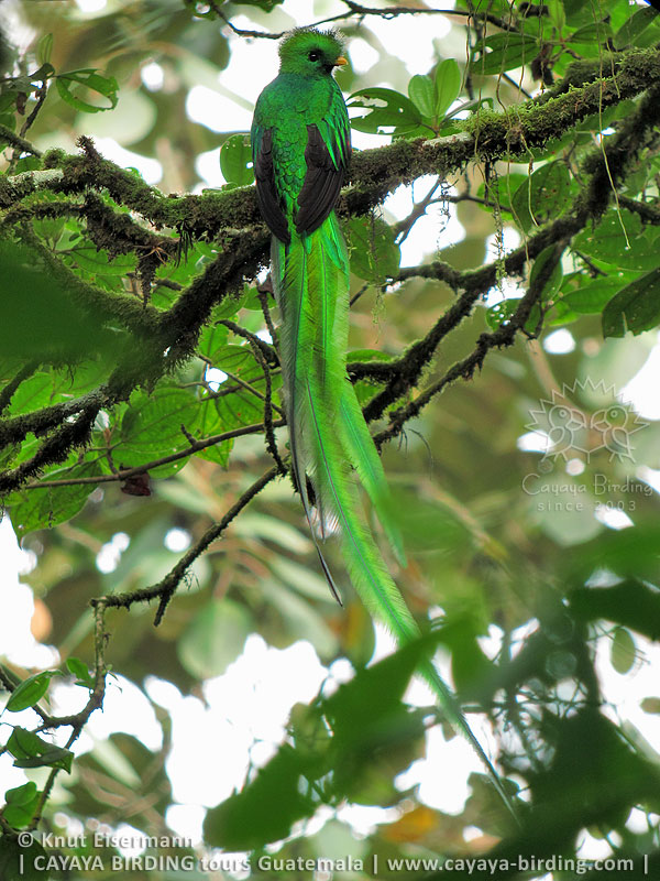 Resplendent Quetzal, CAYAYA BIRDING target birding tours in Guatemala