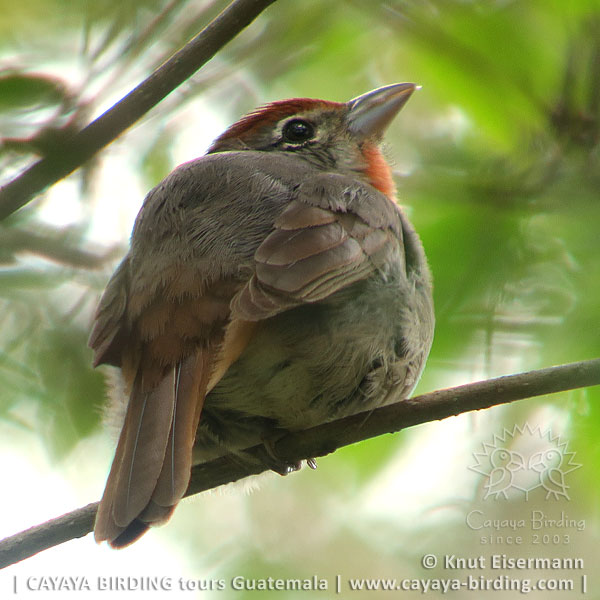 Rose-throated Tanager, Guatemala Birding Loop with CAYAYA BIRDING