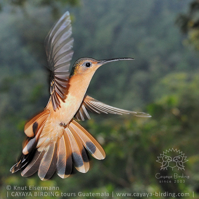Rufous Sabrewing, Guatemala Birding Loop with CAYAYA BIRDING