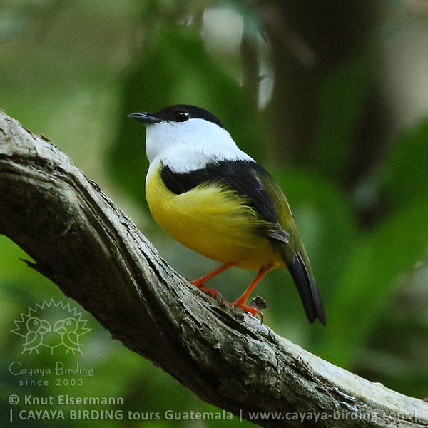 White-collared Manakin, Guatemala Birding Loop with CAYAYA BIRDING