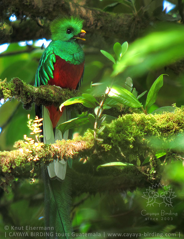 Resplendent Quetzal, CAYAYA BIRDING Quetzal Tours in Guatemala
