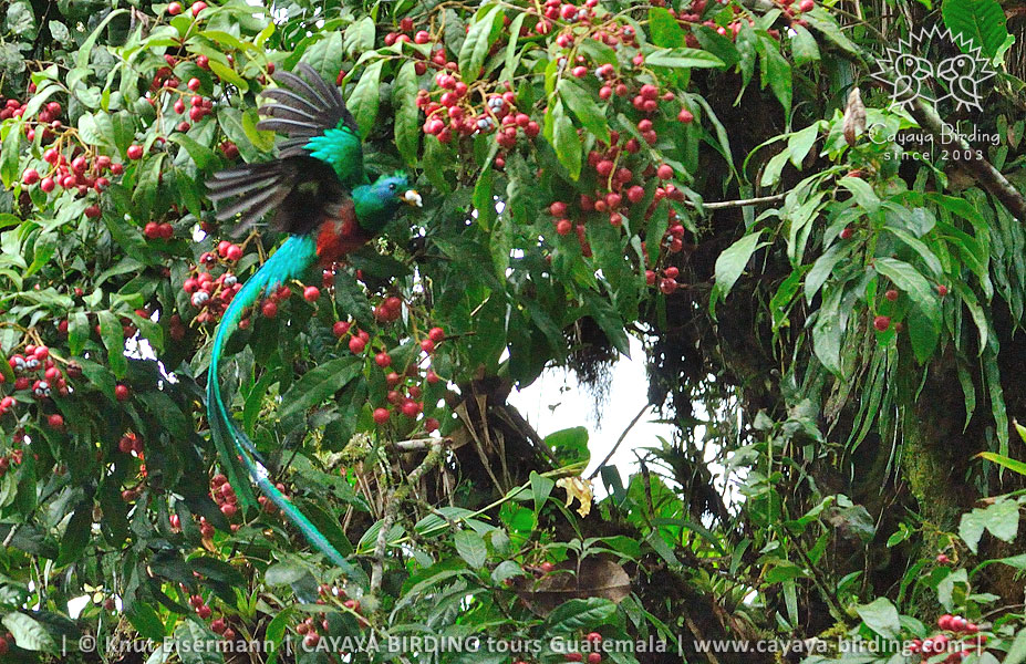 Resplendent Quetzal, CAYAYA BIRDING Quetzal Tours in Guatemala