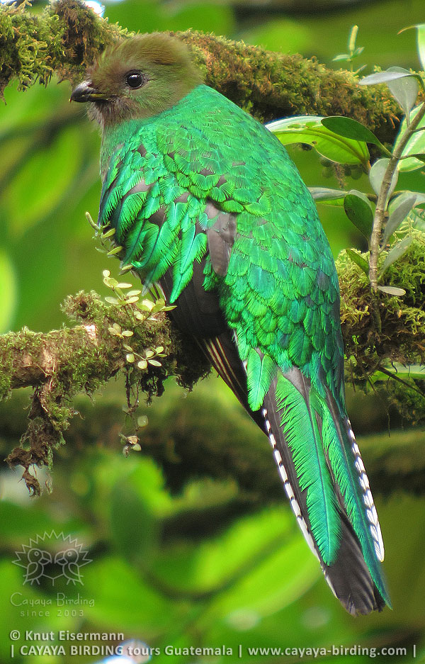 Female Resplendent Quetzal, CAYAYA BIRDING Quetzal Tours in Guatemala