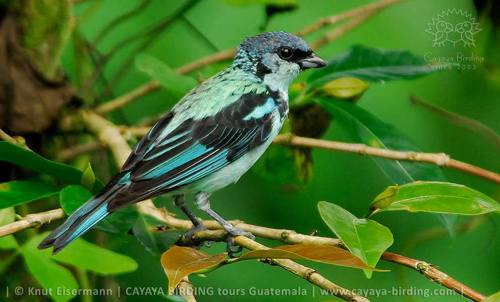 Azure-rumped Tanager, CAYAYA BIRDING target birding tours in Guatemala