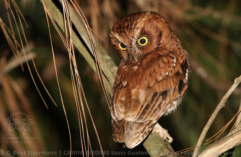 Bearded Screech-Owl, CAYAYA BIRDING target birding tours in Guatemala