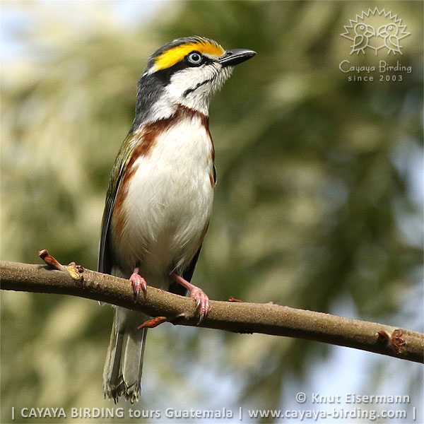 Chestnut-sided Shrike-Vireo, CAYAYA BIRDING target birding tours in Guatemala