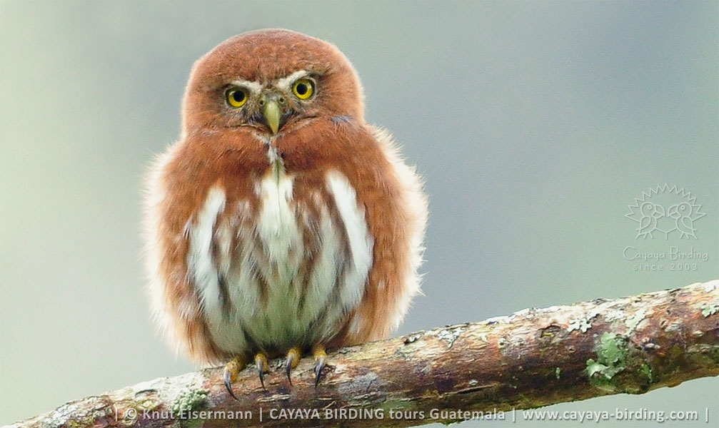 Guatemalan Pygmy-Owl, Guatemala Highland Endemics Plus Tour CAYAYA BIRDING