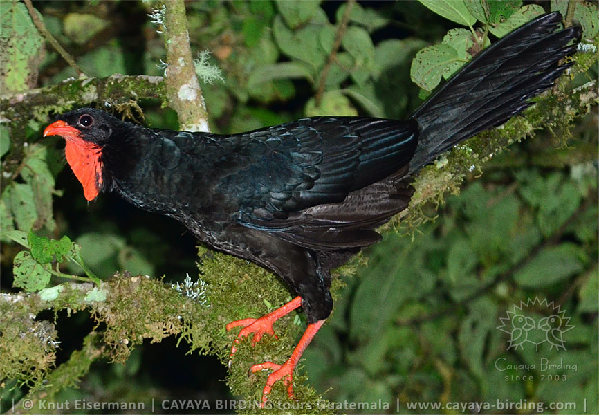 Highland Guan, CAYAYA BIRDING target birding tours in Guatemala