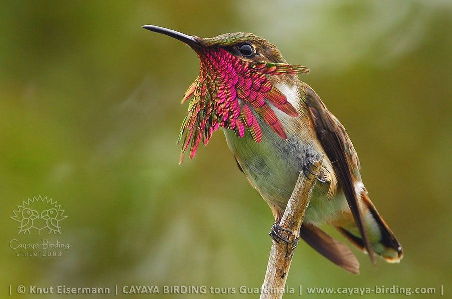 Wine-throated Hummingbird, CAYAYA BIRDING target birding tours in Guatemala