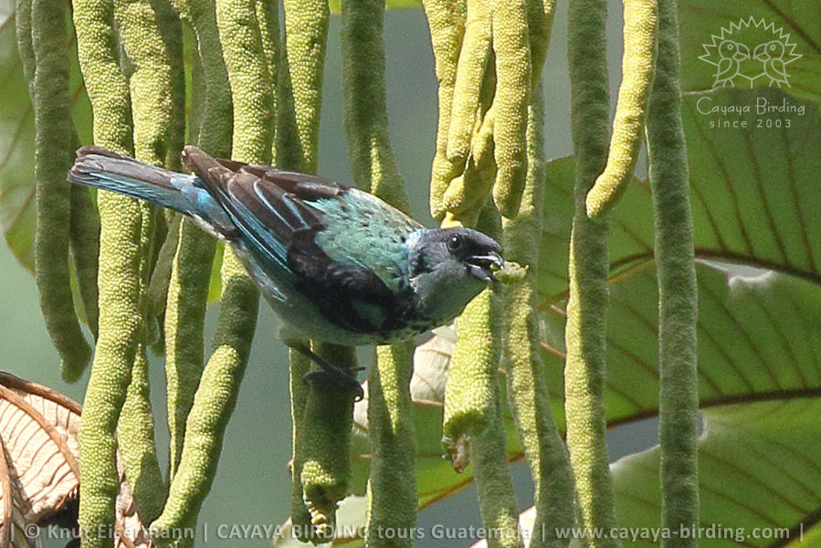Azure-rumped Tanager, Highland Endemics Tour in Guatemala with CAYAYA BIRDING