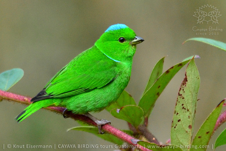 Blue-crowned Chlorophonia, CAYAYA BIRDING day trips at Lake Atitlán