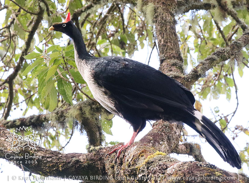 Horned Guan, Highland Endemics Tour in Guatemala with CAYAYA BIRDING