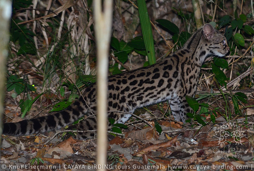 Margay, CAYAYA BIRDING day tour Tikal