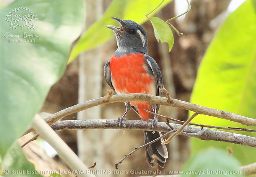 Gray-throated Chat, CAYAYA BIRDING Tikal & Yaxhá tour