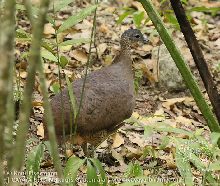 Great Tinamou, CAYAYA BIRDING Tikal & Yaxhá tour