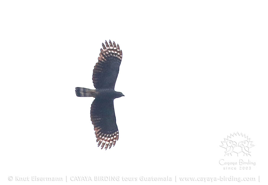 Hook-billed Kite, CAYAYA BIRDING Tikal & Yaxhá tour