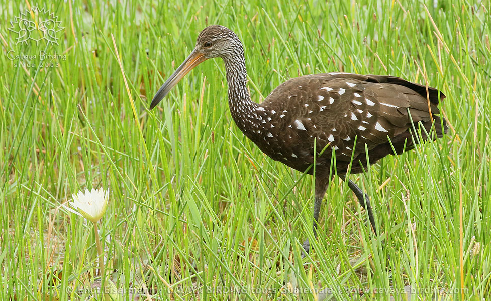 Limpkin, CAYAYA BIRDING Tikal & Yaxhá tour