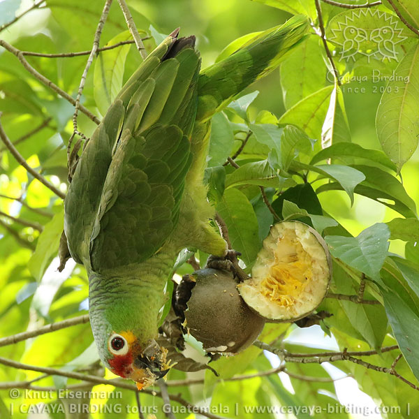 Red-lored Parrot, CAYAYA BIRDING Tikal & Yaxhá tour