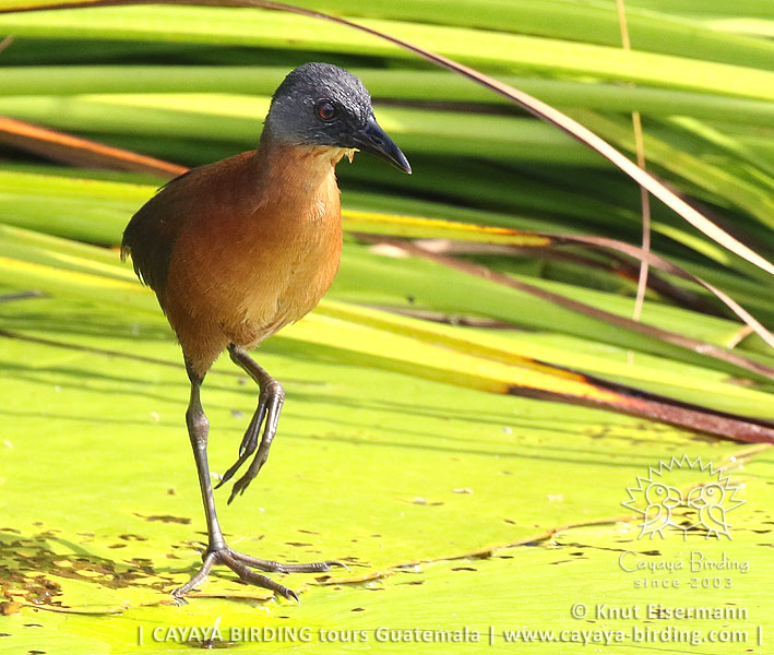 Ruddy Crake, CAYAYA BIRDING Tikal & Yaxhá tour