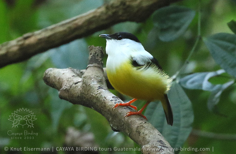 White-collared Manakin, CAYAYA BIRDING Tikal & Yaxhá tour