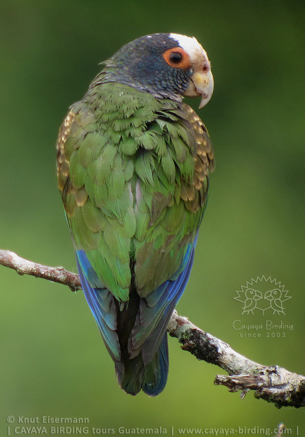 White-crowned Parrot, CAYAYA BIRDING Tikal & Yaxhá tour
