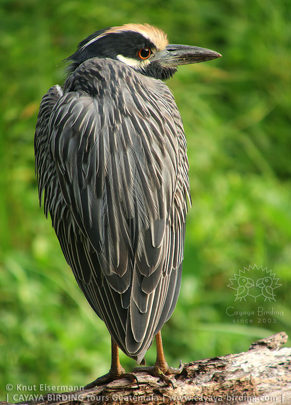 Yellow-crowned Night-Heron, CAYAYA BIRDING Tikal & Yaxhá tour